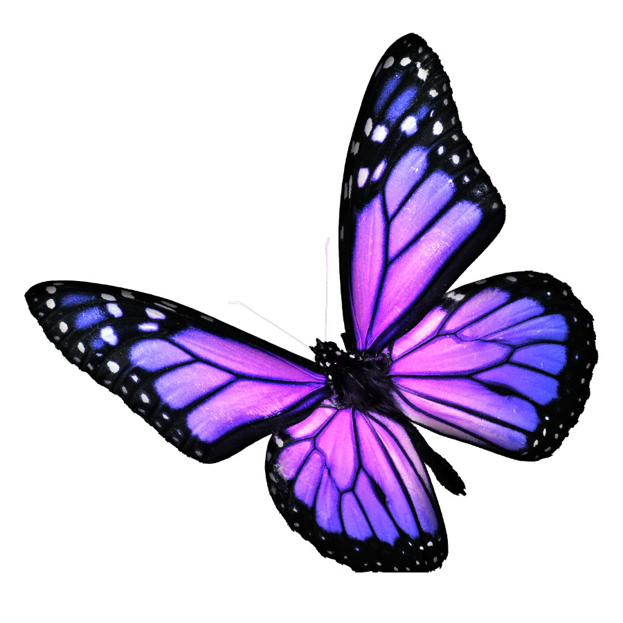 Purple butterfly